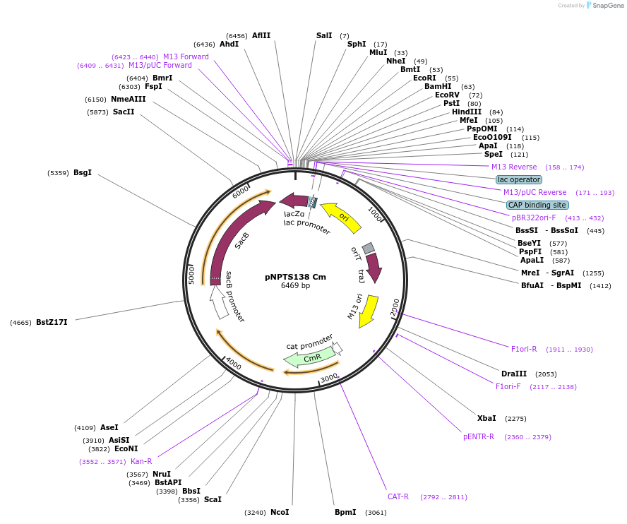 41891-plasmid-map-sequence-id-365602
