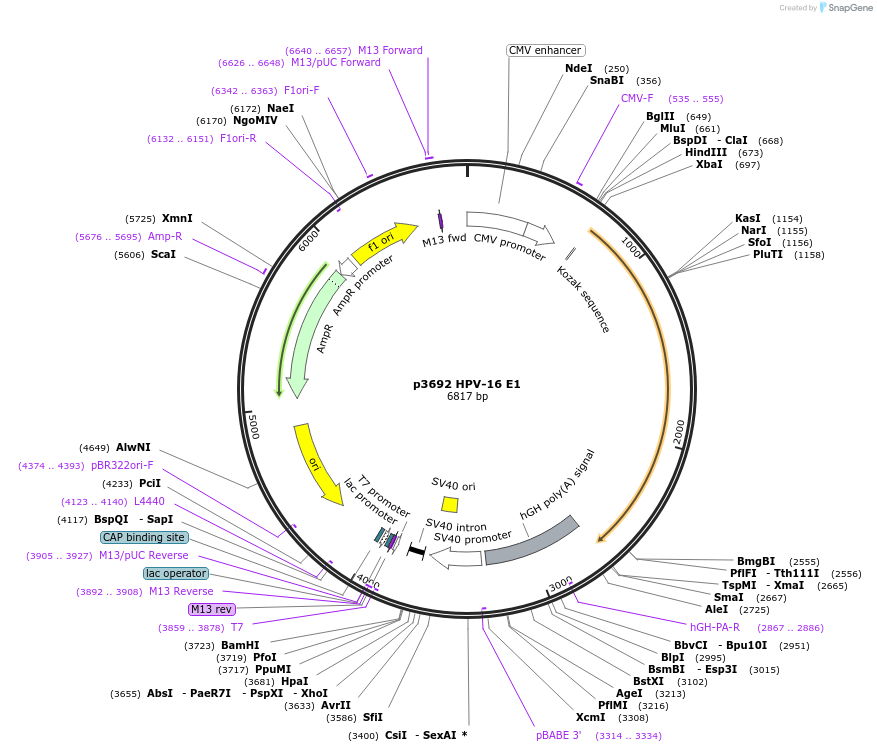 10859-plasmid-map-sequence-id-365603