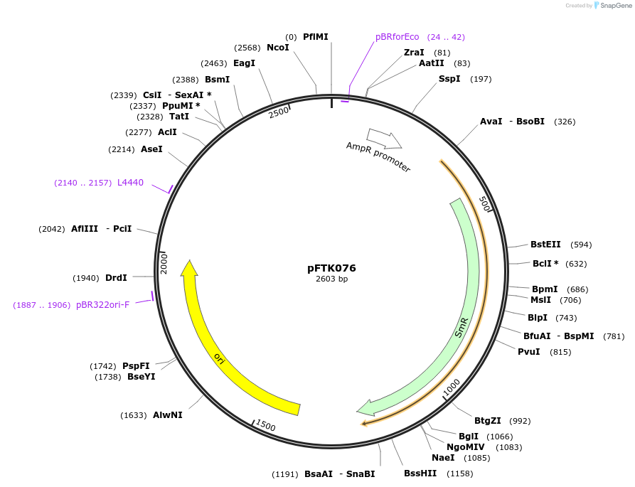 171348-plasmid-map-sequence-id-365604