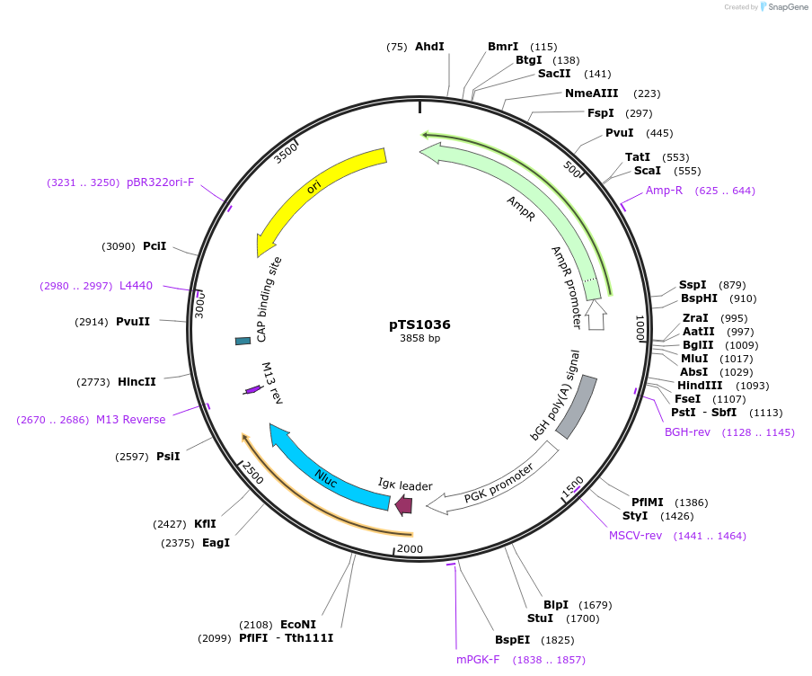 169615-plasmid-map-sequence-id-365605