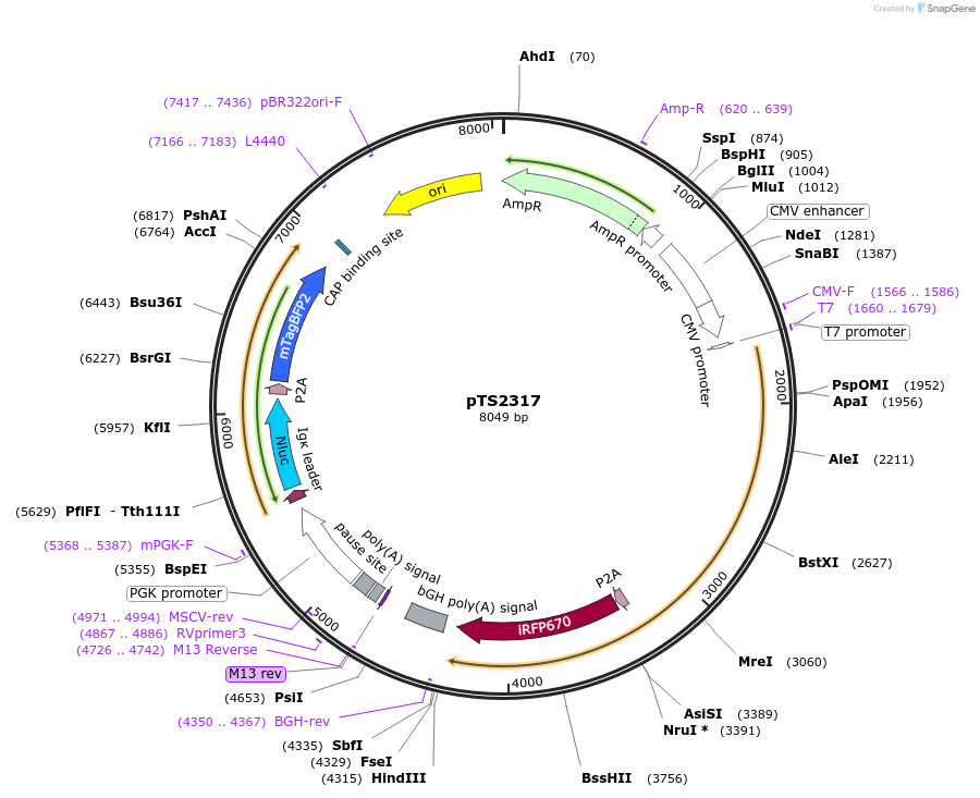 169624-plasmid-map-sequence-id-365608