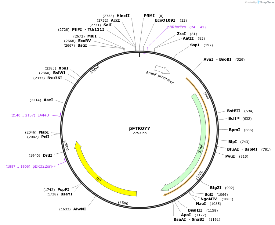 171349-plasmid-map-sequence-id-365609