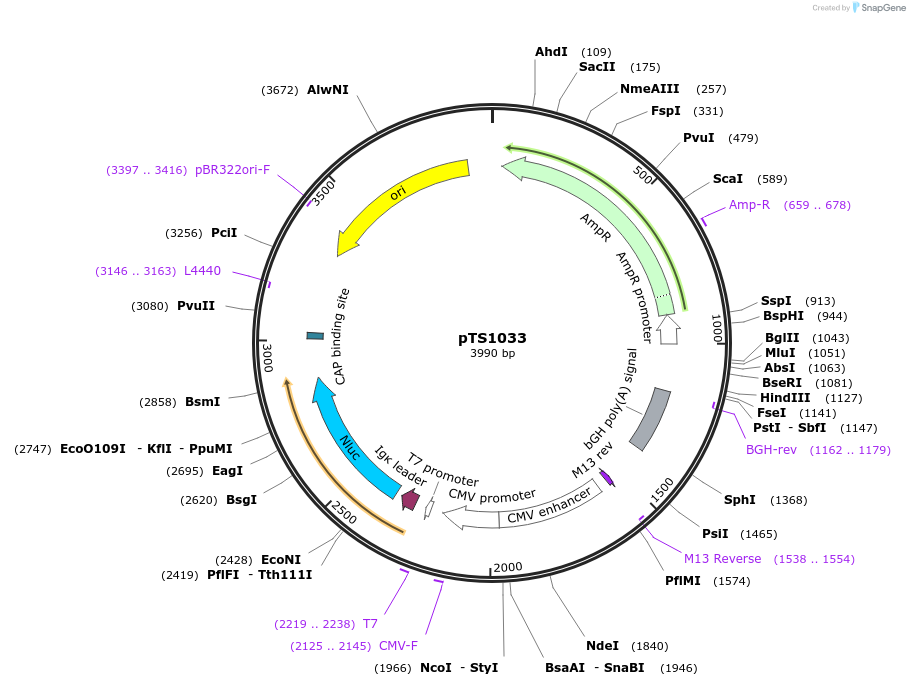 169613-plasmid-map-sequence-id-365610