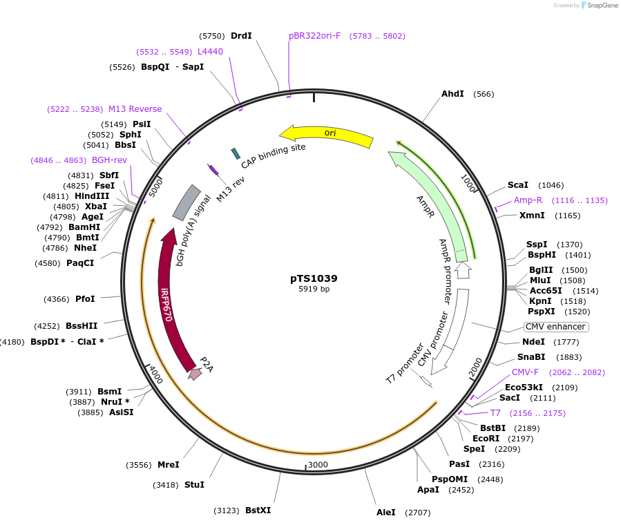 169617-plasmid-map-sequence-id-365611