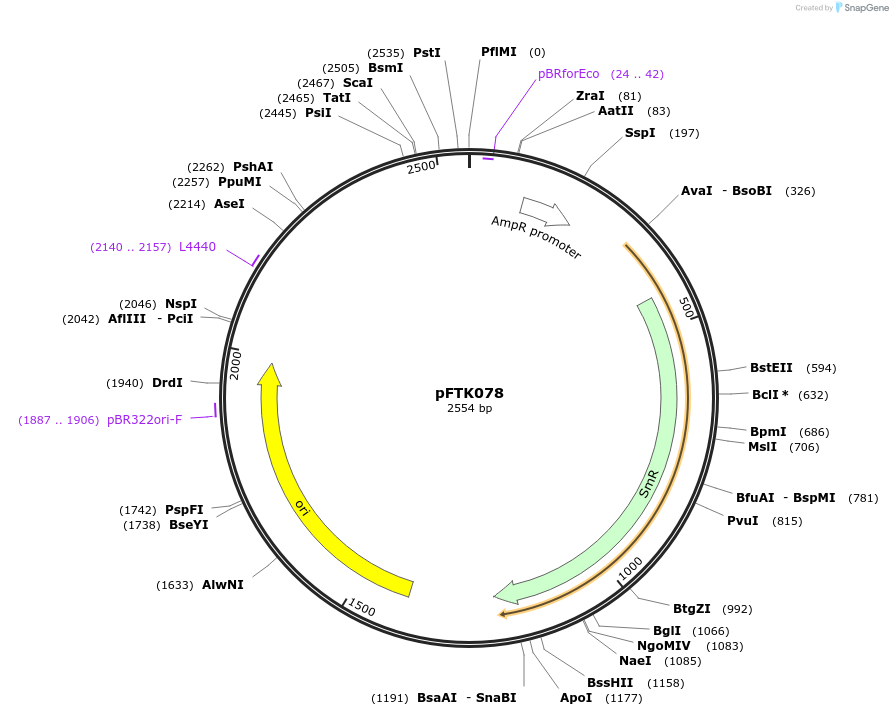 171350-plasmid-map-sequence-id-365616