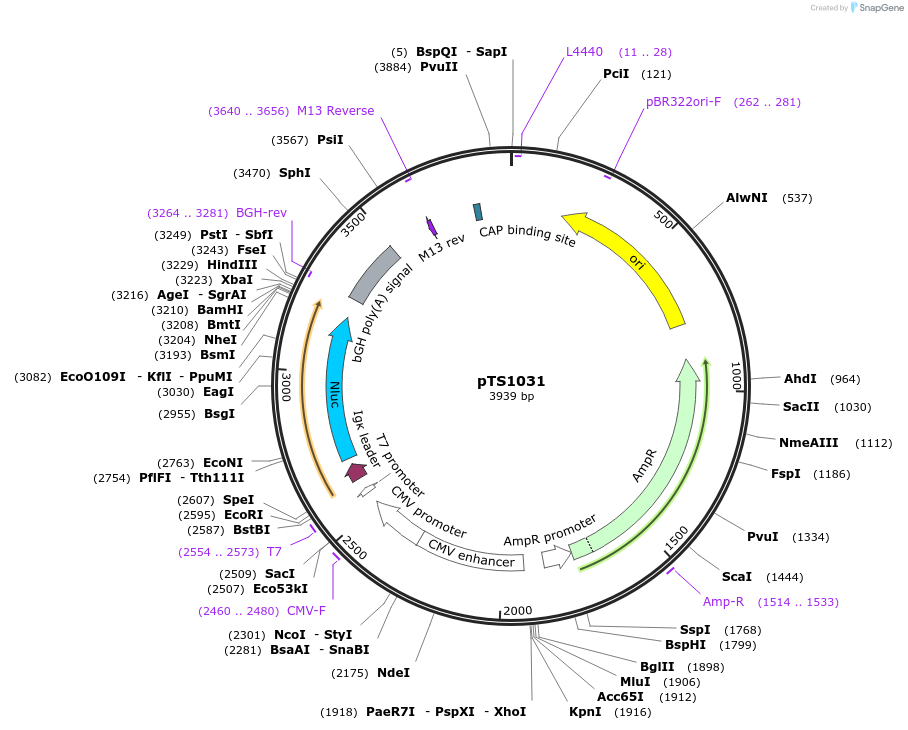 169611-plasmid-map-sequence-id-365618