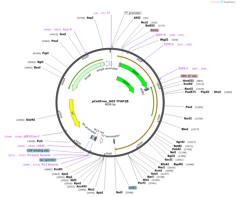 67092-plasmid-map-sequence-id-365619