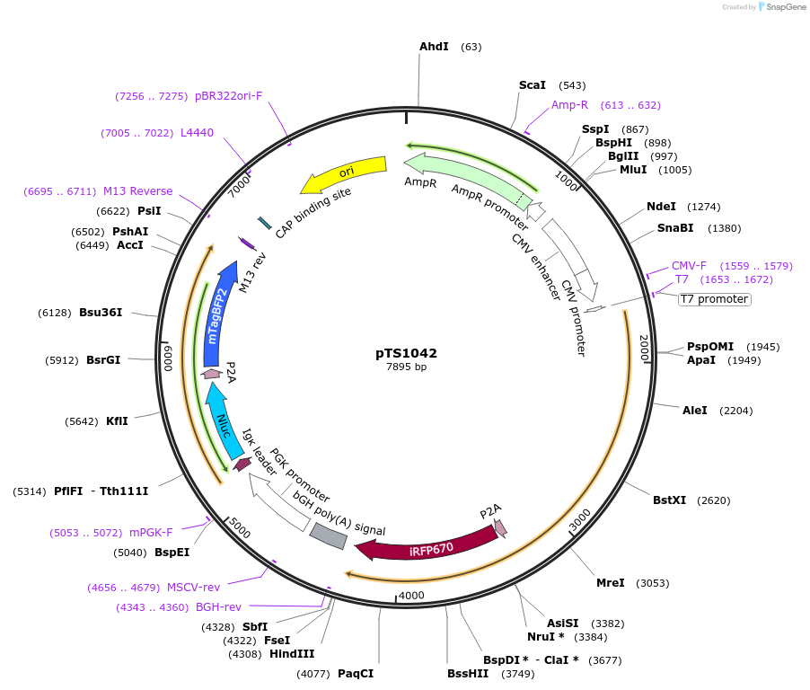 169620-plasmid-map-sequence-id-365622
