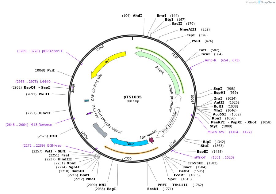 169614-plasmid-map-sequence-id-365623