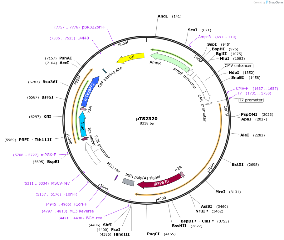 169625-plasmid-map-sequence-id-365625