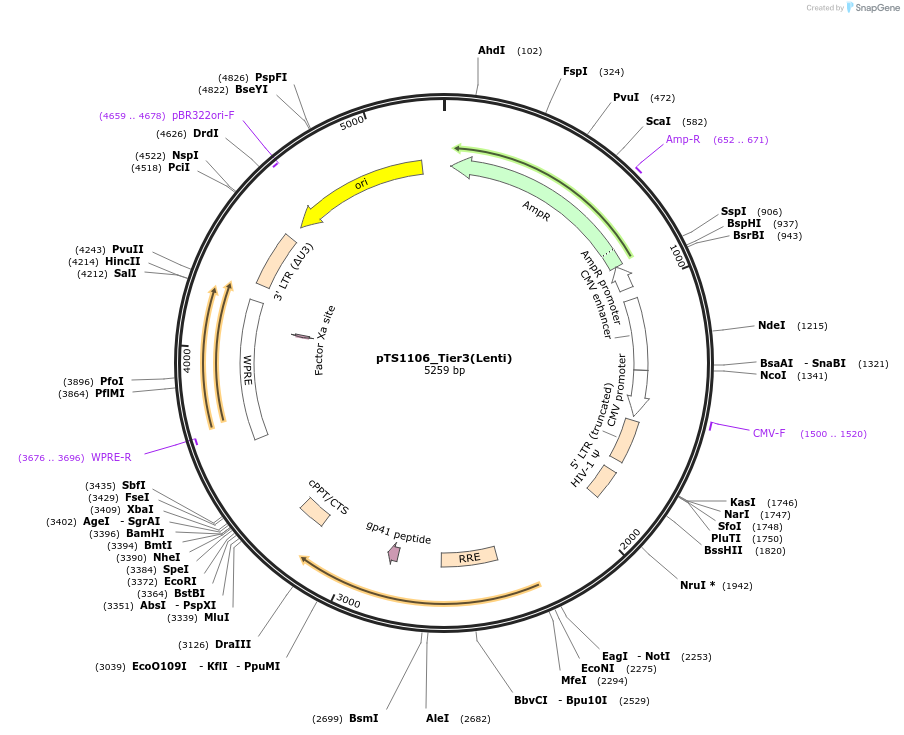169661-plasmid-map-sequence-id-365629