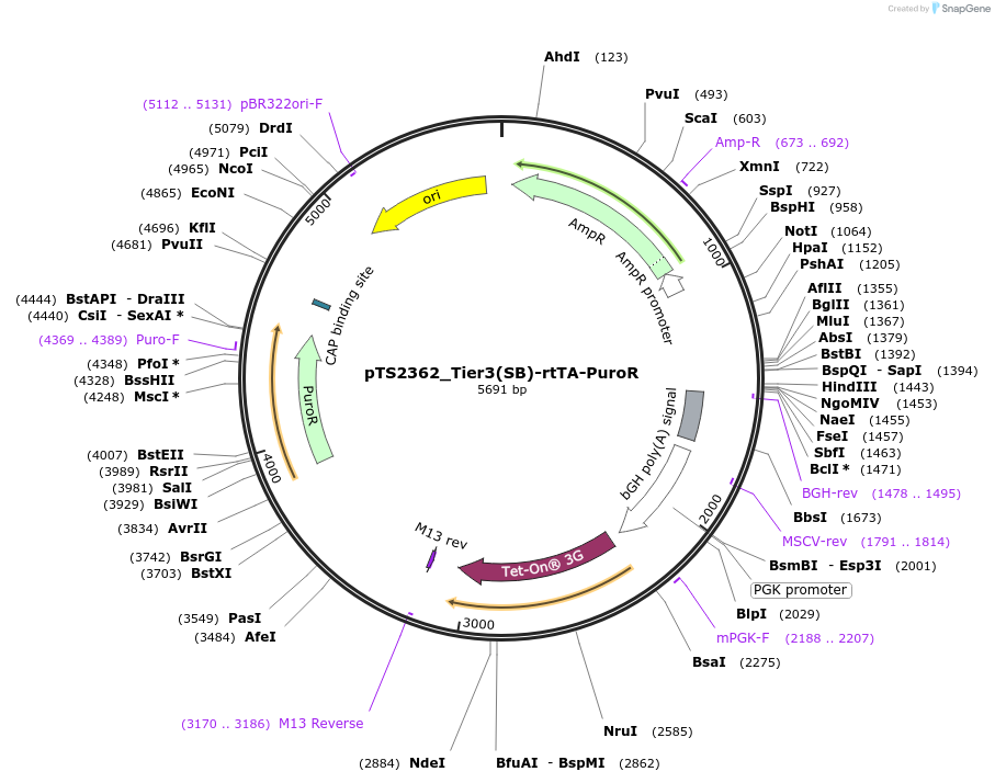 169658-plasmid-map-sequence-id-365631