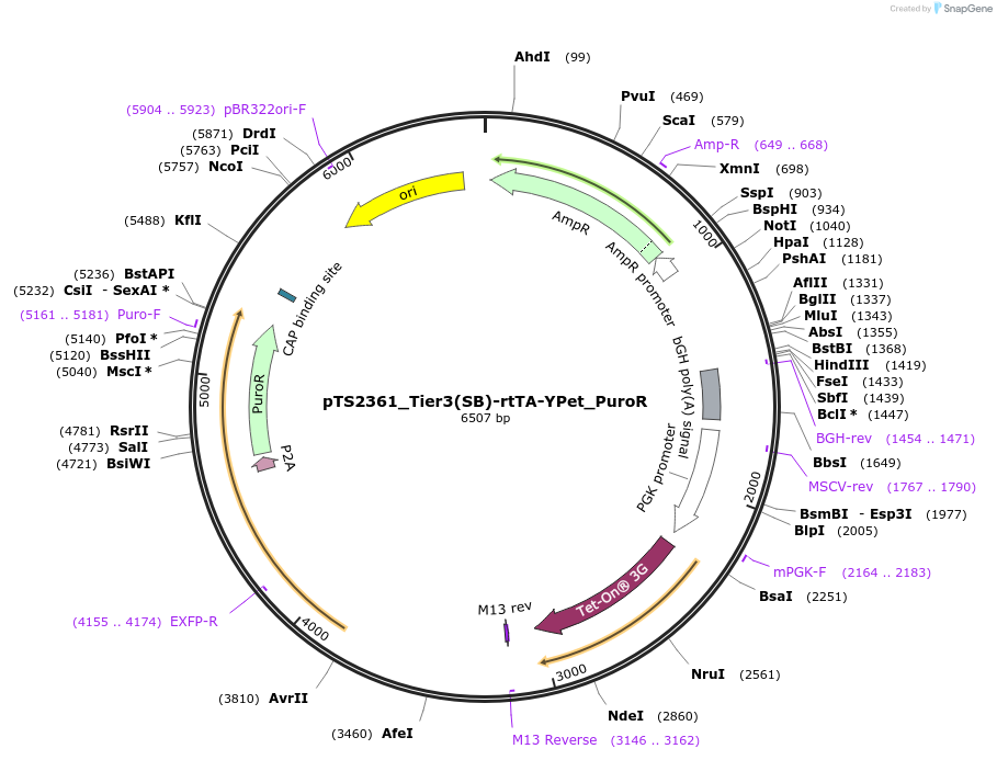 169657-plasmid-map-sequence-id-365632