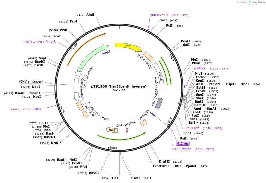 169663-plasmid-map-sequence-id-365635
