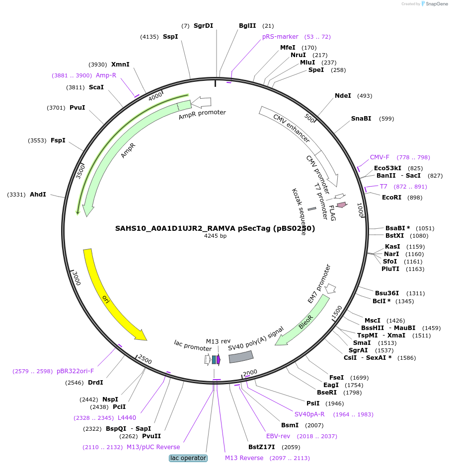185140-plasmid-map-sequence-id-365637