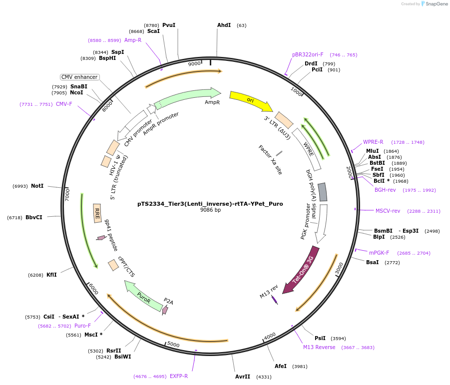169665-plasmid-map-sequence-id-365640