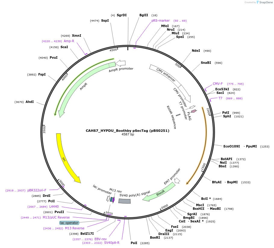 185141-plasmid-map-sequence-id-365641
