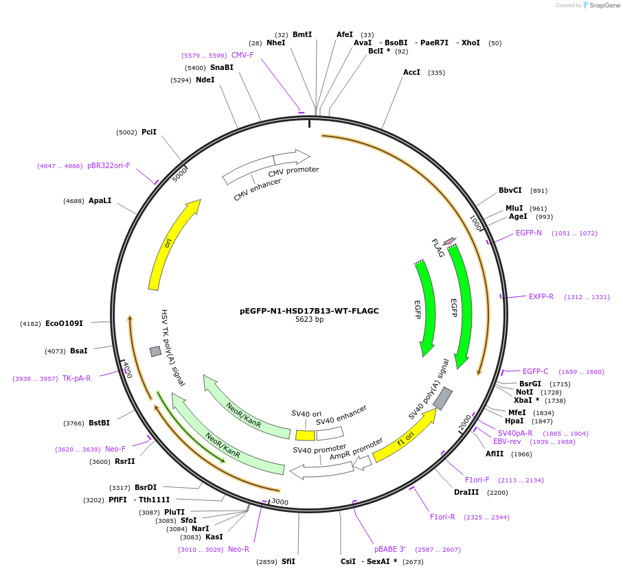 184501-plasmid-map-sequence-id-365644