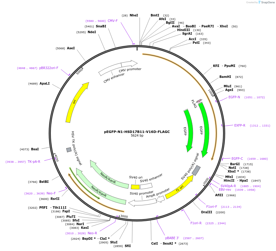 184500-plasmid-map-sequence-id-365645