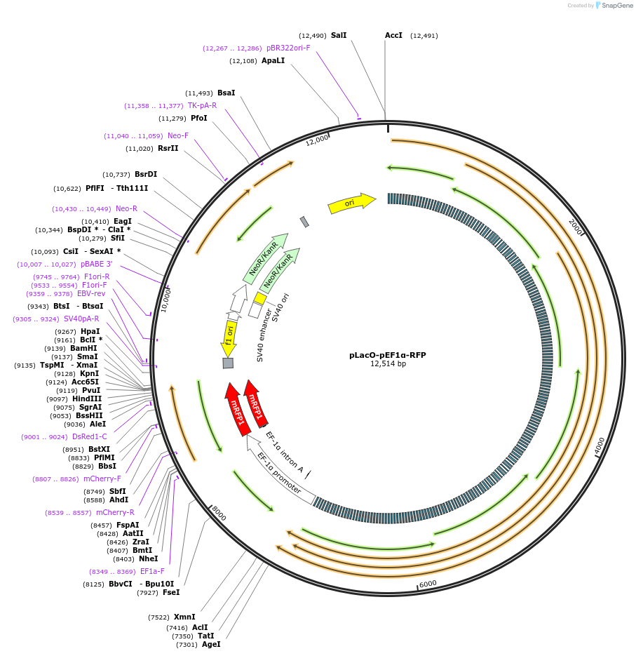 179507-plasmid-map-sequence-id-365647