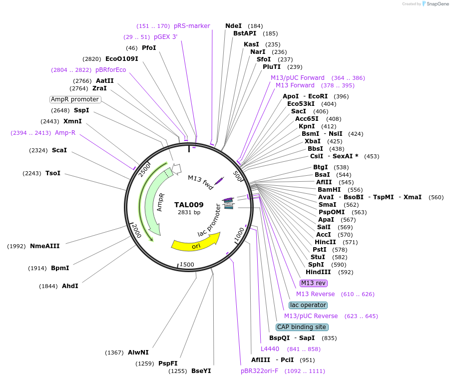 32253-plasmid-map-sequence-id-36565