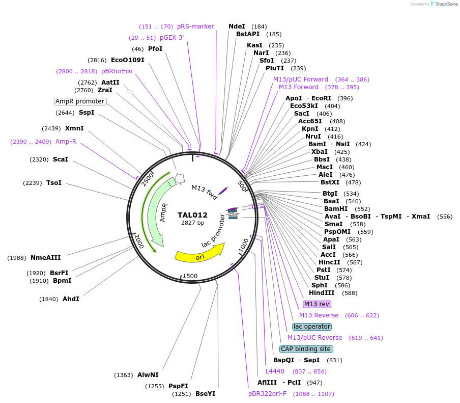 32256-plasmid-map-sequence-id-36568