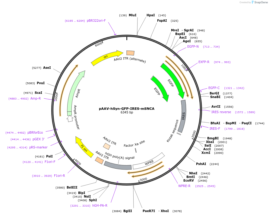 185714-plasmid-map-sequence-id-365685
