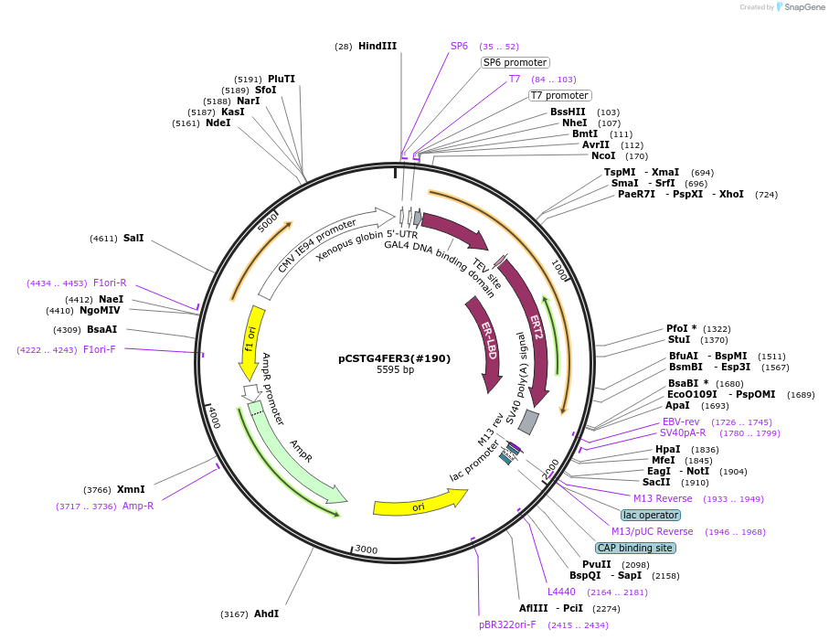 184069-plasmid-map-sequence-id-365692
