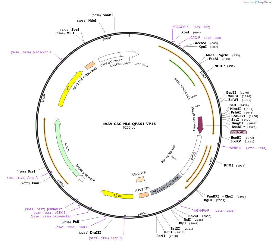 186187-plasmid-map-sequence-id-365698
