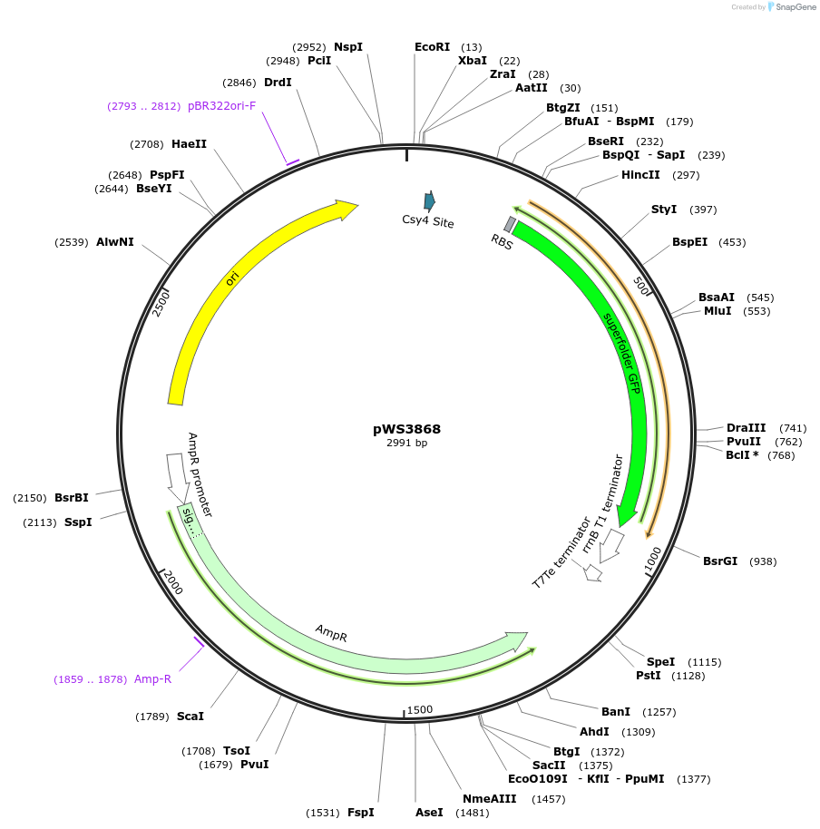 185745-plasmid-map-sequence-id-365700
