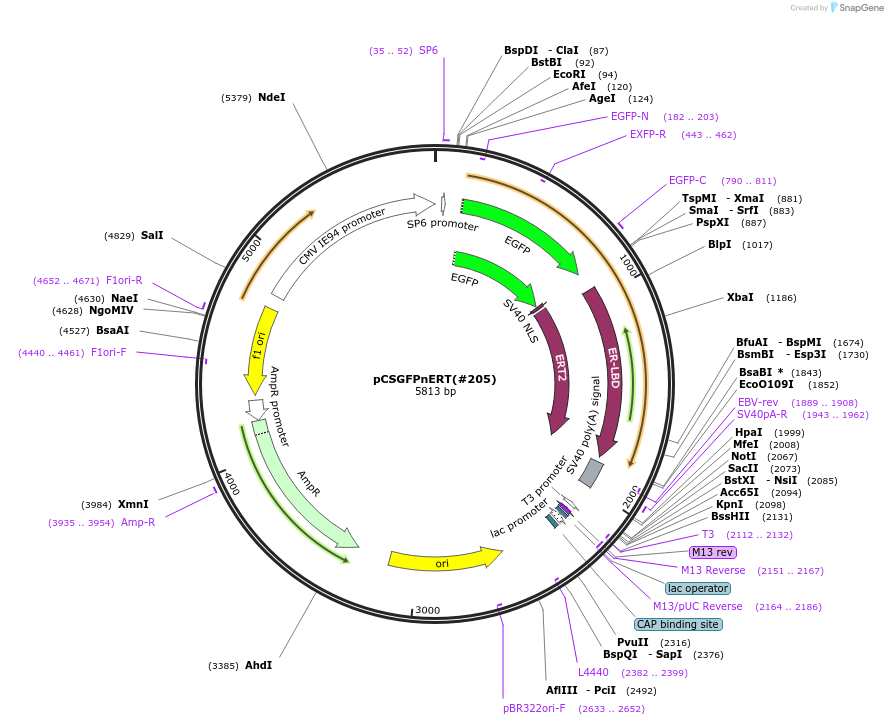 184065-plasmid-map-sequence-id-365701