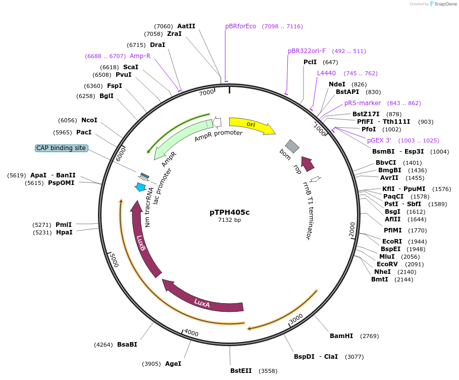 185726-plasmid-map-sequence-id-365709