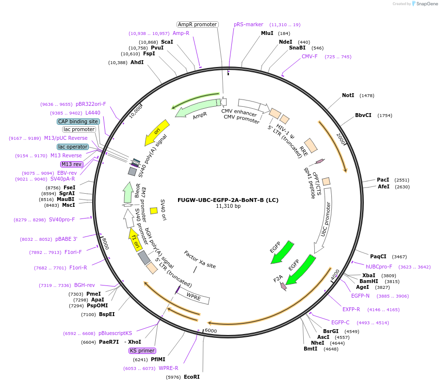 185722-plasmid-map-sequence-id-365711