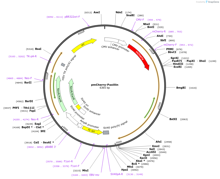 80029-plasmid-map-sequence-id-365712