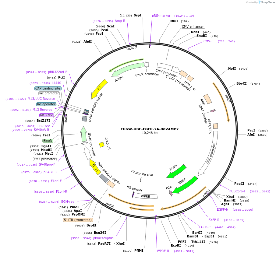 185723-plasmid-map-sequence-id-365713