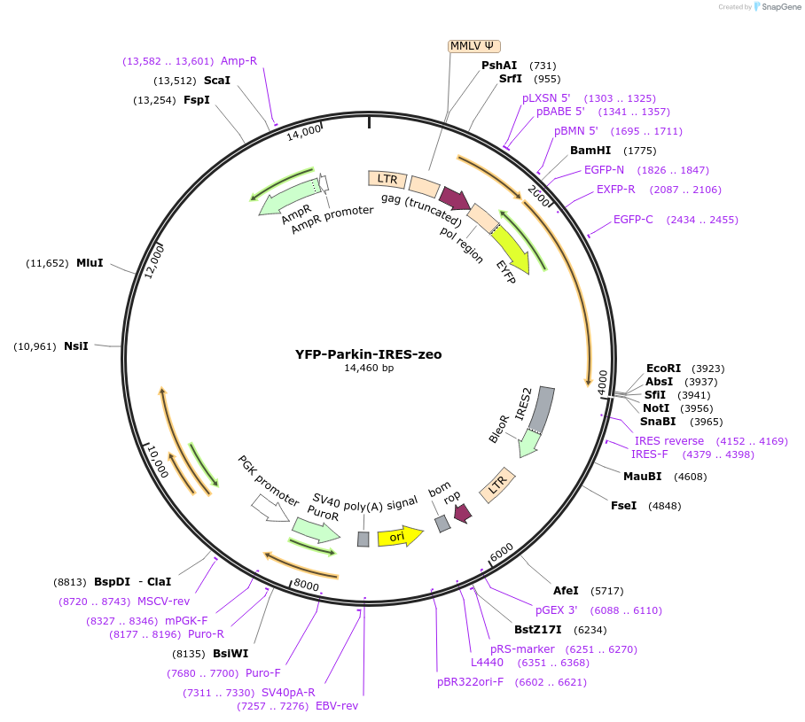 61728-plasmid-map-sequence-id-365716
