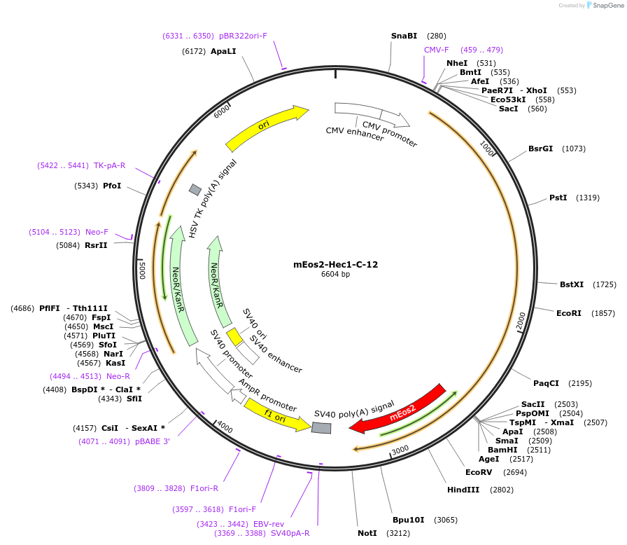 57386-plasmid-map-sequence-id-365719