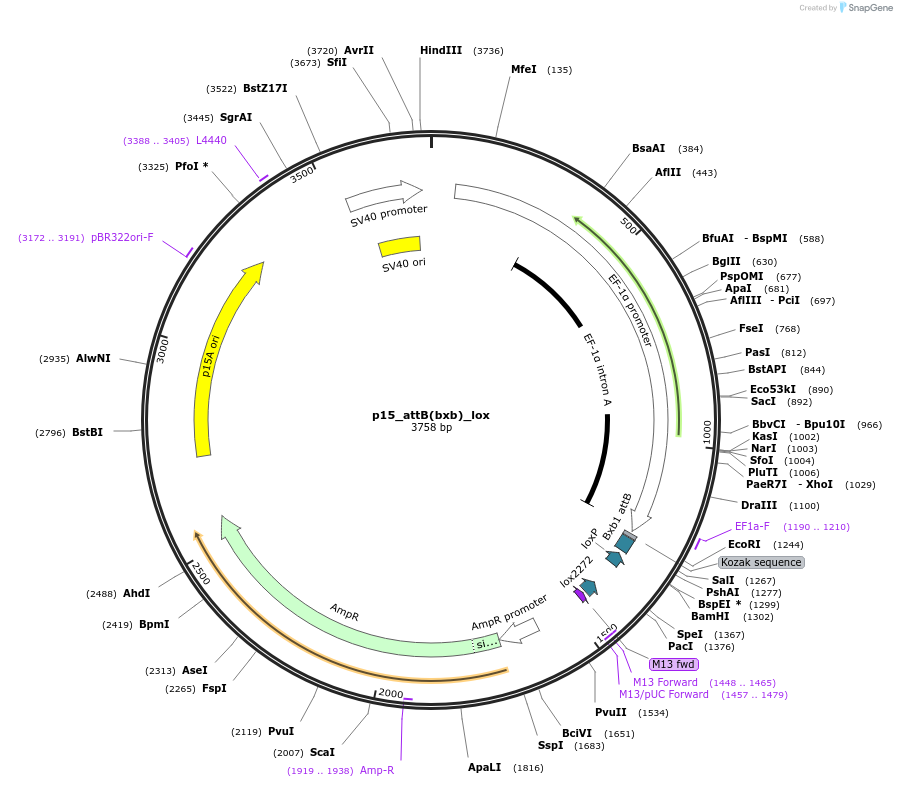 183764-plasmid-map-sequence-id-365730
