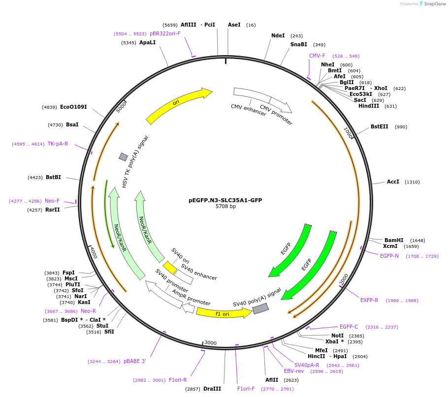 186281-plasmid-map-sequence-id-365736