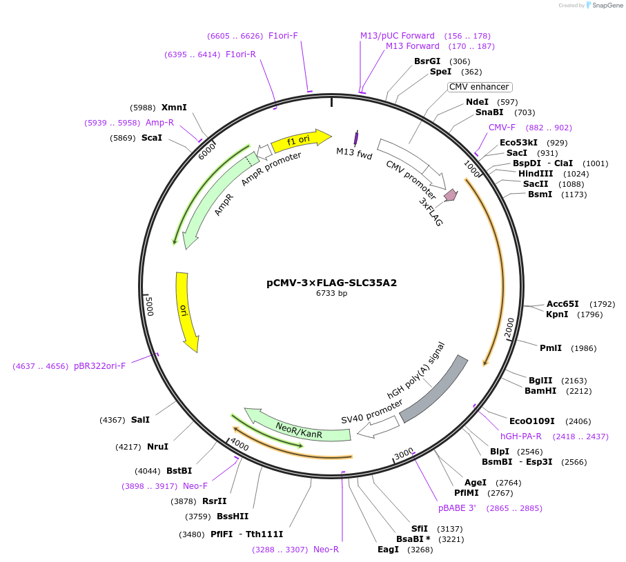 186283-plasmid-map-sequence-id-365738