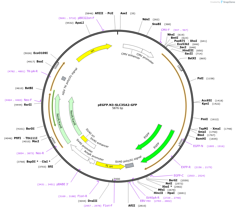 186284-plasmid-map-sequence-id-365739