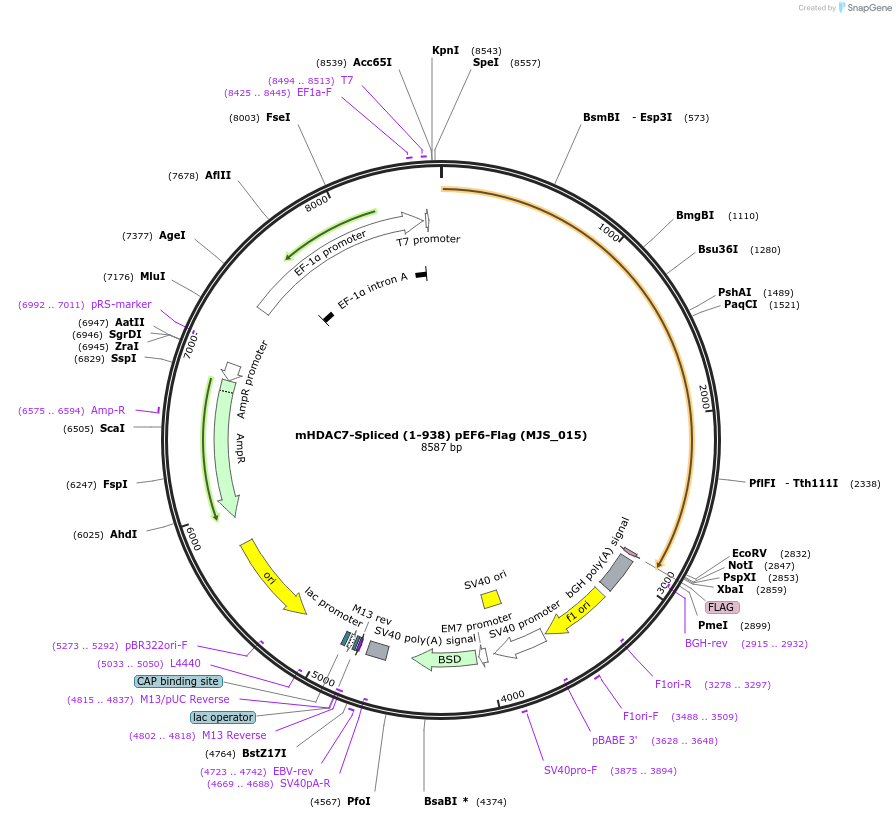 73268-plasmid-map-sequence-id-365742