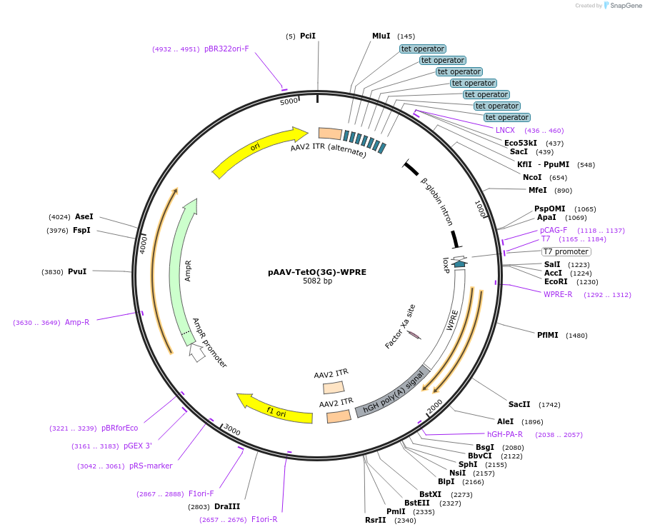 186206-plasmid-map-sequence-id-365743
