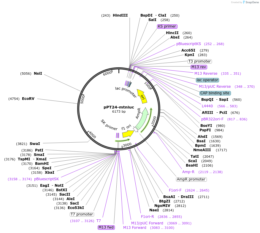 184339-plasmid-map-sequence-id-365746