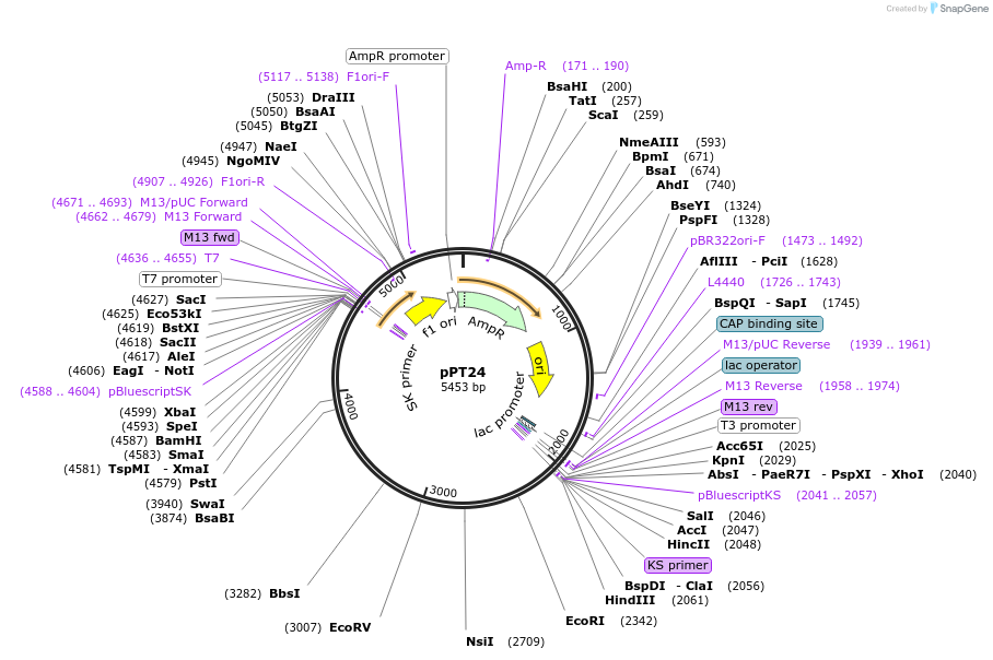 184419-plasmid-map-sequence-id-365747