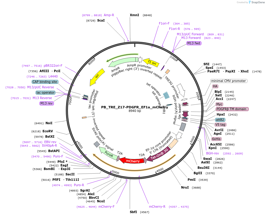 186303-plasmid-map-sequence-id-365749