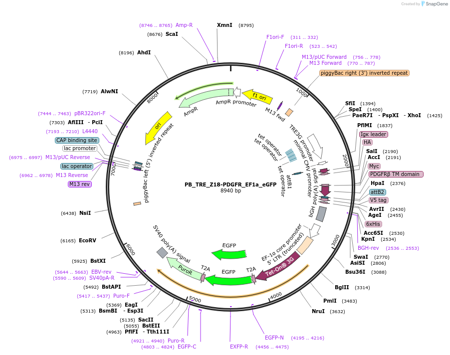 186304-plasmid-map-sequence-id-365751