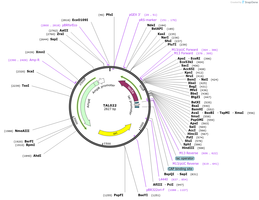 32264-plasmid-map-sequence-id-36576