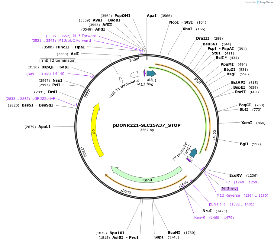161207-plasmid-map-sequence-id-365761