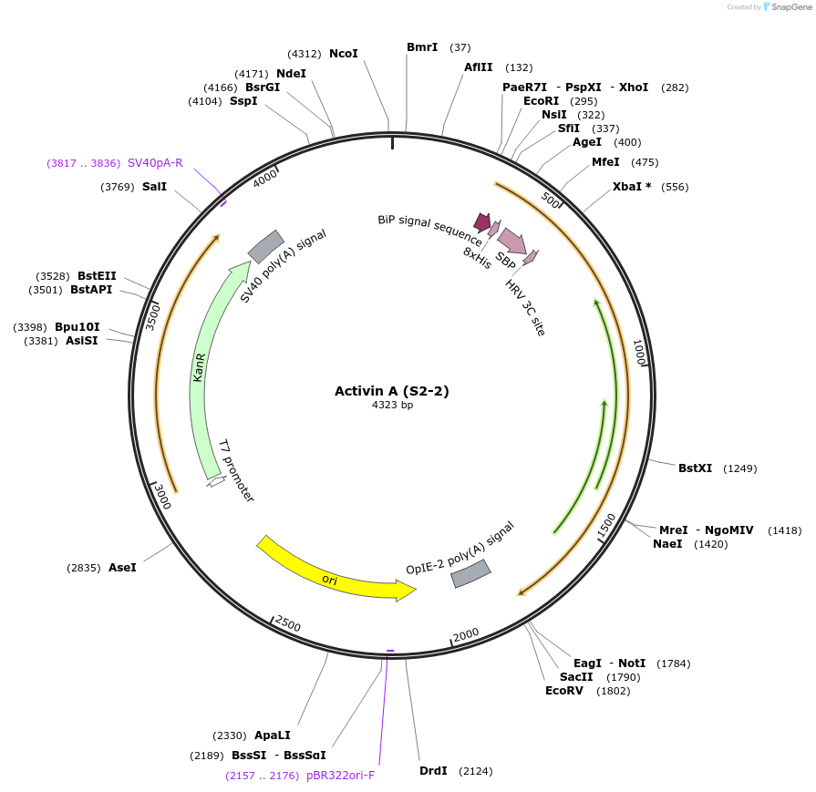 184621-plasmid-map-sequence-id-365771